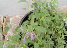CSU-plant-1-225x300