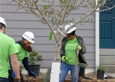 CSU-planting-tree-225x300