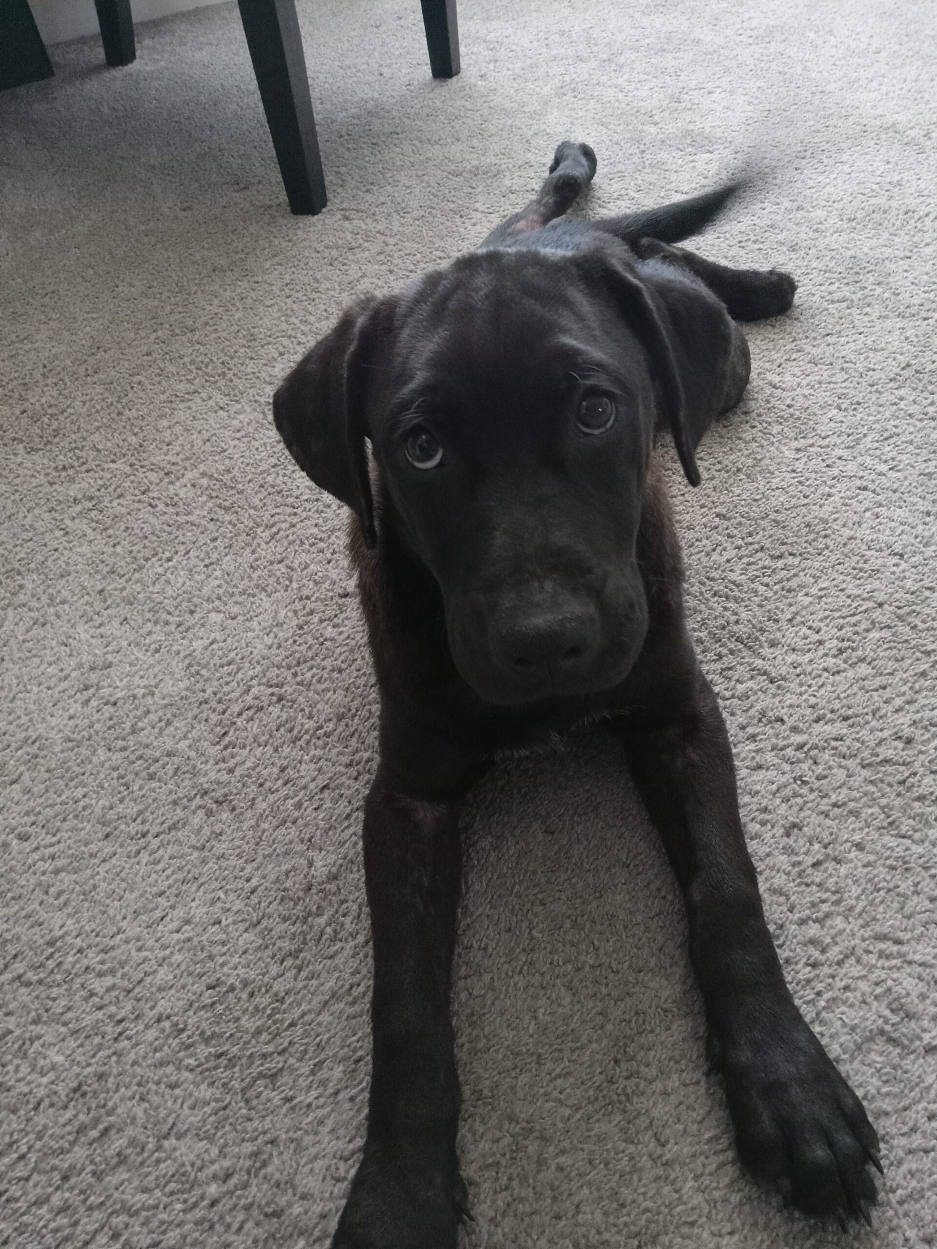 Black puppy laying on floor