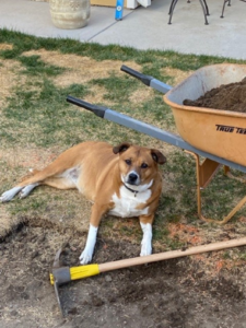 Dog with construction equipment