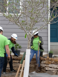 Volunteers help plant a tree