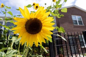 Sunflower in front of building